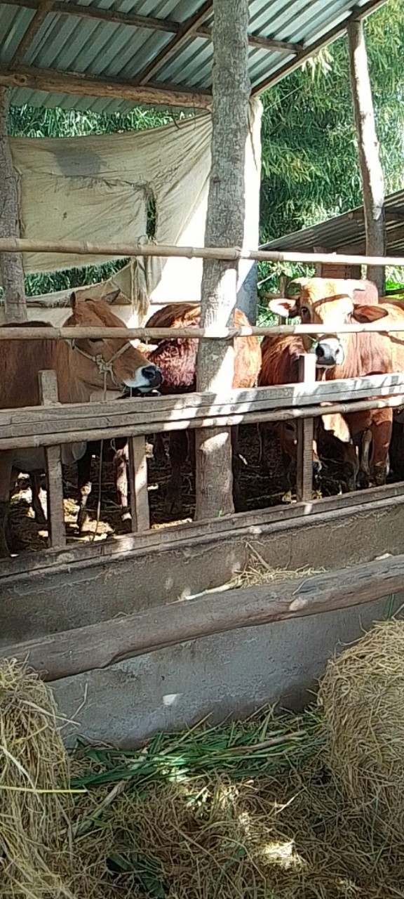 HỘI NÔNG DÂN XÃ TÂN TIẾN LÀM TỐT CÔNG TÁC ĐÔN ĐỐC XỬ LÝ NỢ ĐẾN HẠN VỐN VAY NGÂN HÀNG CHÍNH SÁCH XÃ HỘI